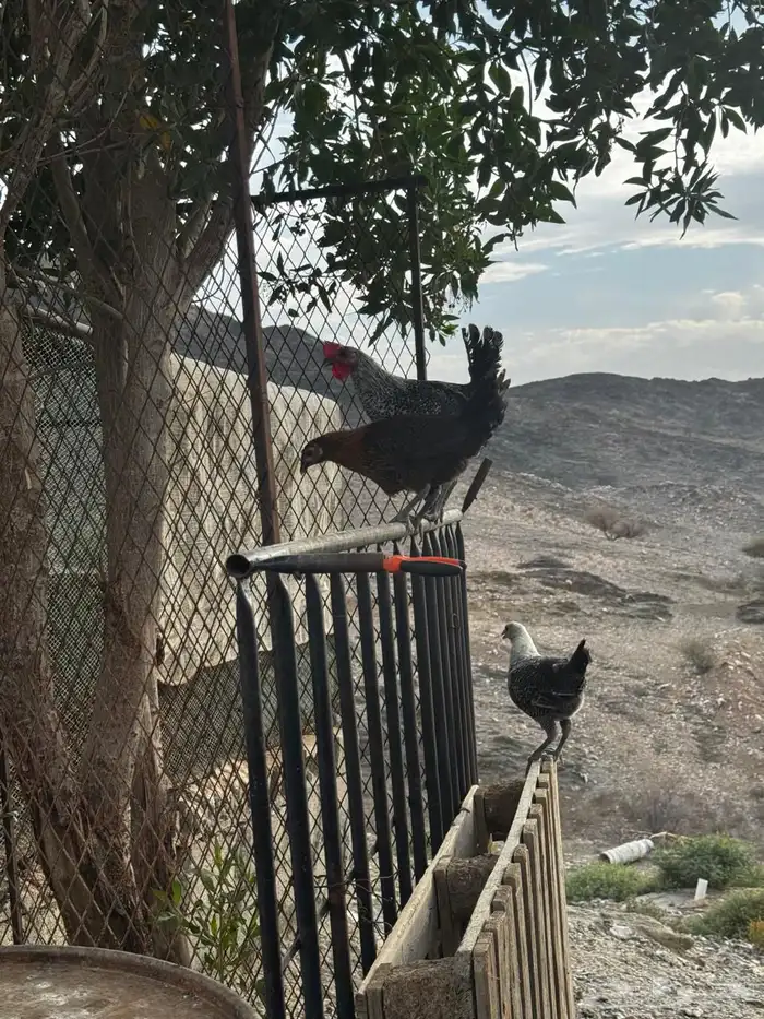 تم البيع 6