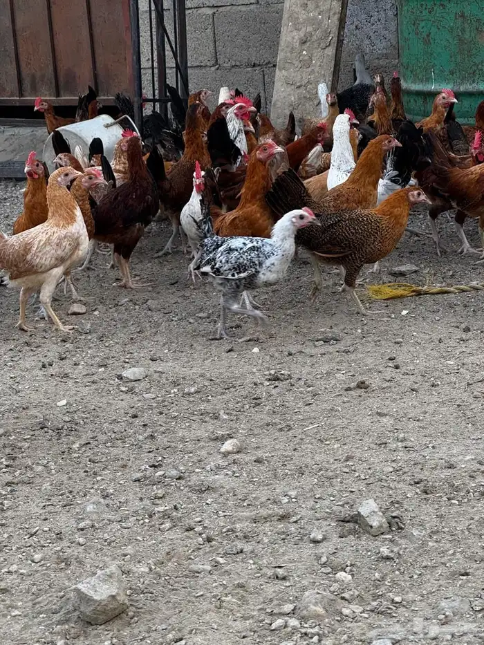 تم البيع 16