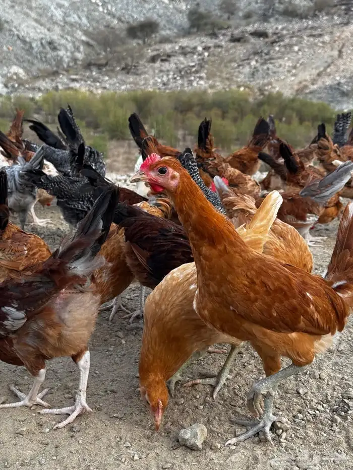 تم البيع 4
