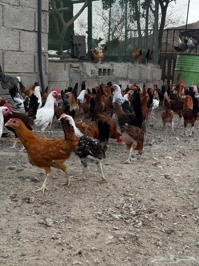 تم البيع 8