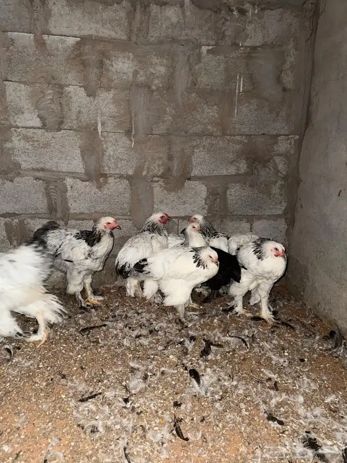 دجاج براهما للبيع 0