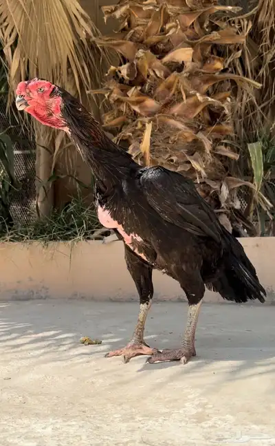 دجاجة فارسي (حجازي) مميزه ( تم البيع ) 2