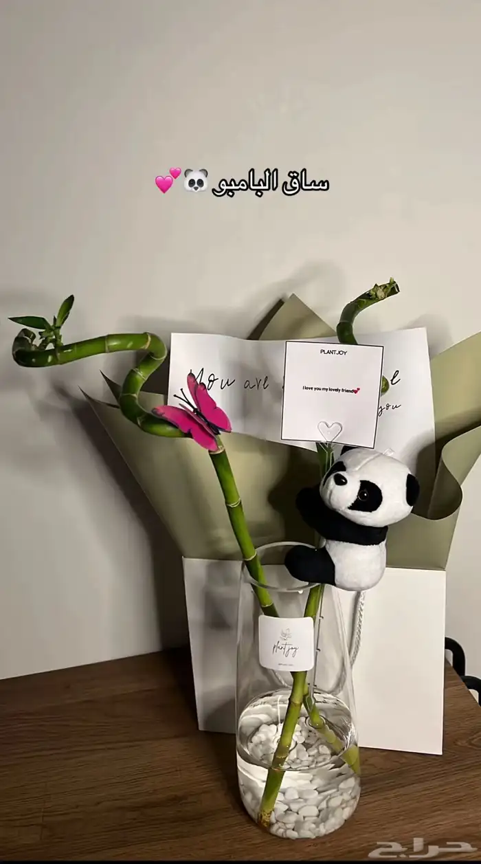 هدايا  نباتات داخليه 9