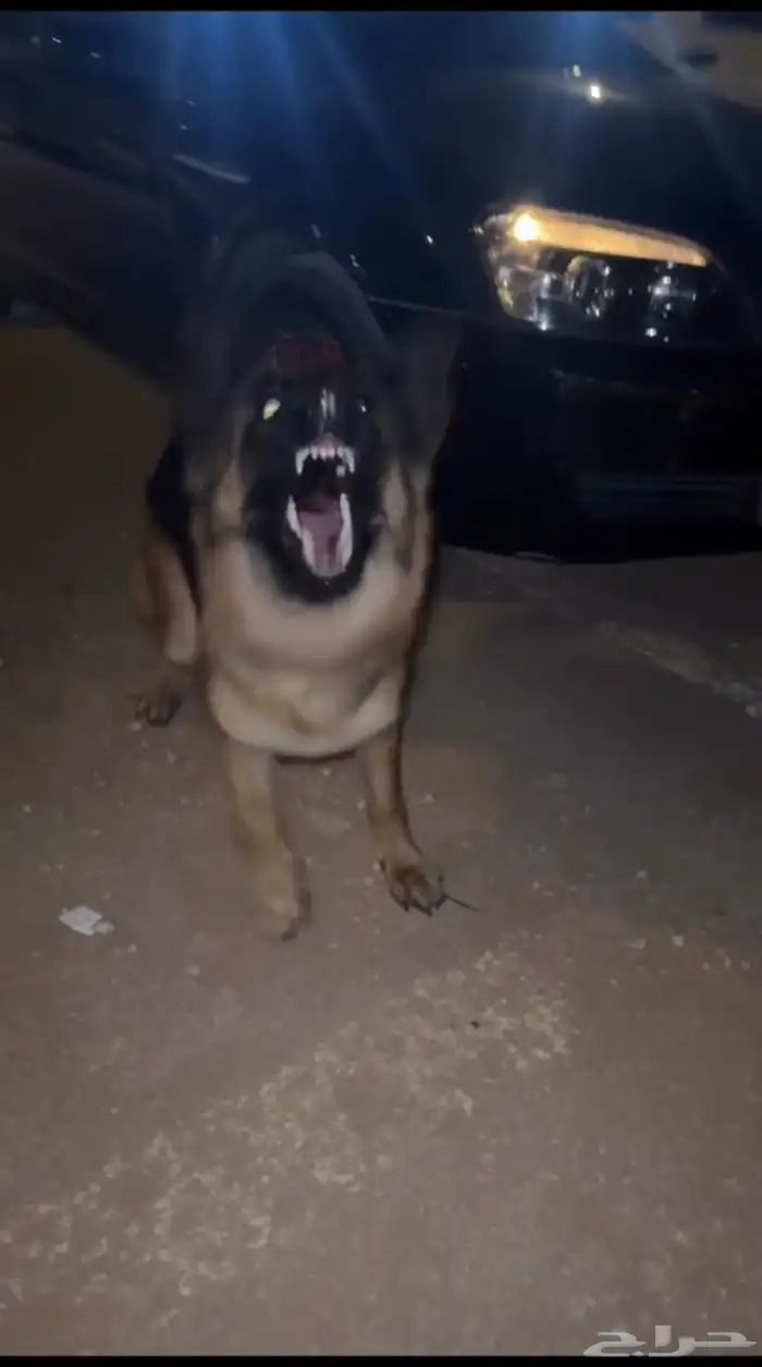 كلب جيرمن شيبرد انثى للبيع 6