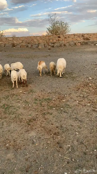 ظان للبيع 4