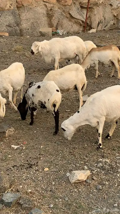 ظان للبيع 2