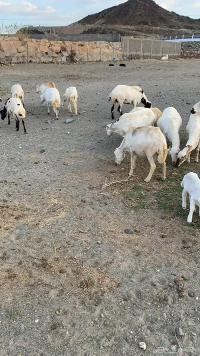 ظان للبيع 0