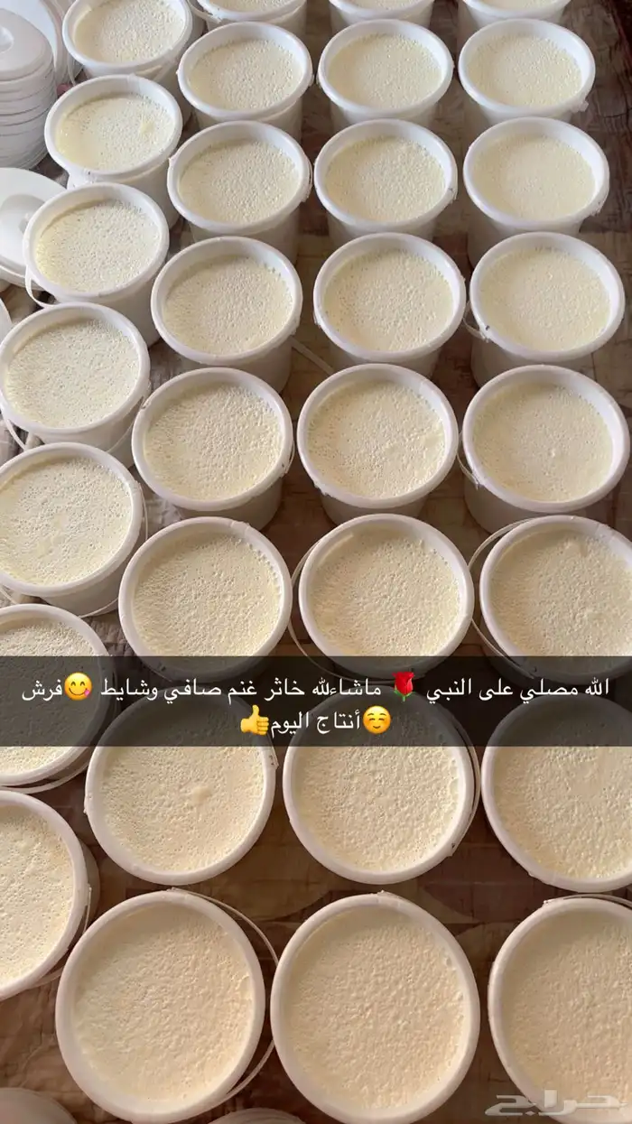 ماشاءلله خاثر غنم صافي وشايط   غنم شرط  لتواصل 0