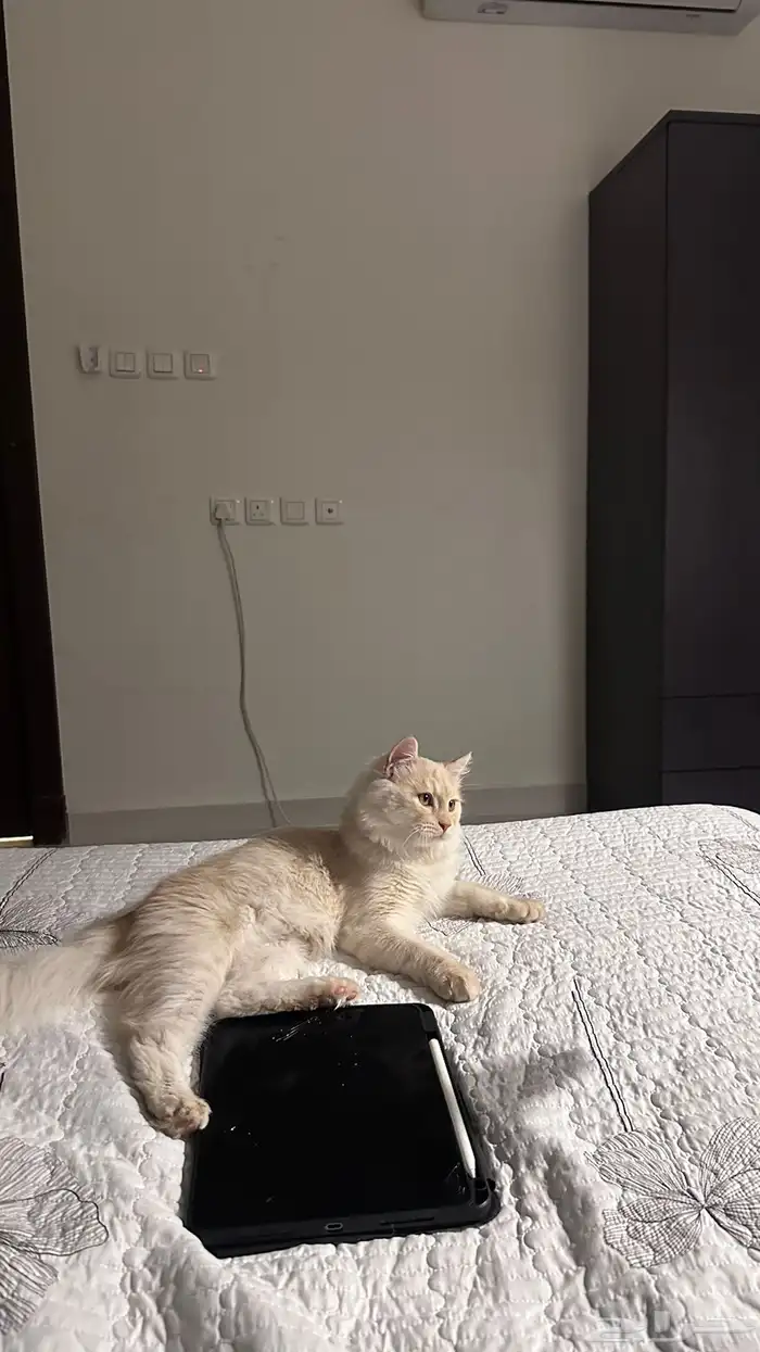 قط شيرازي 1
