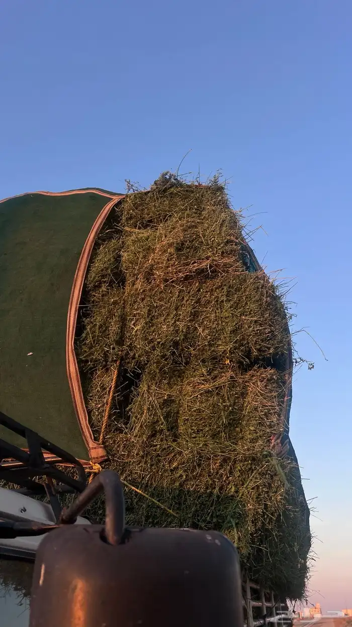 برسيم   صافي 1