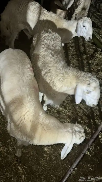 حريات مع طبخ و توصيل 0
