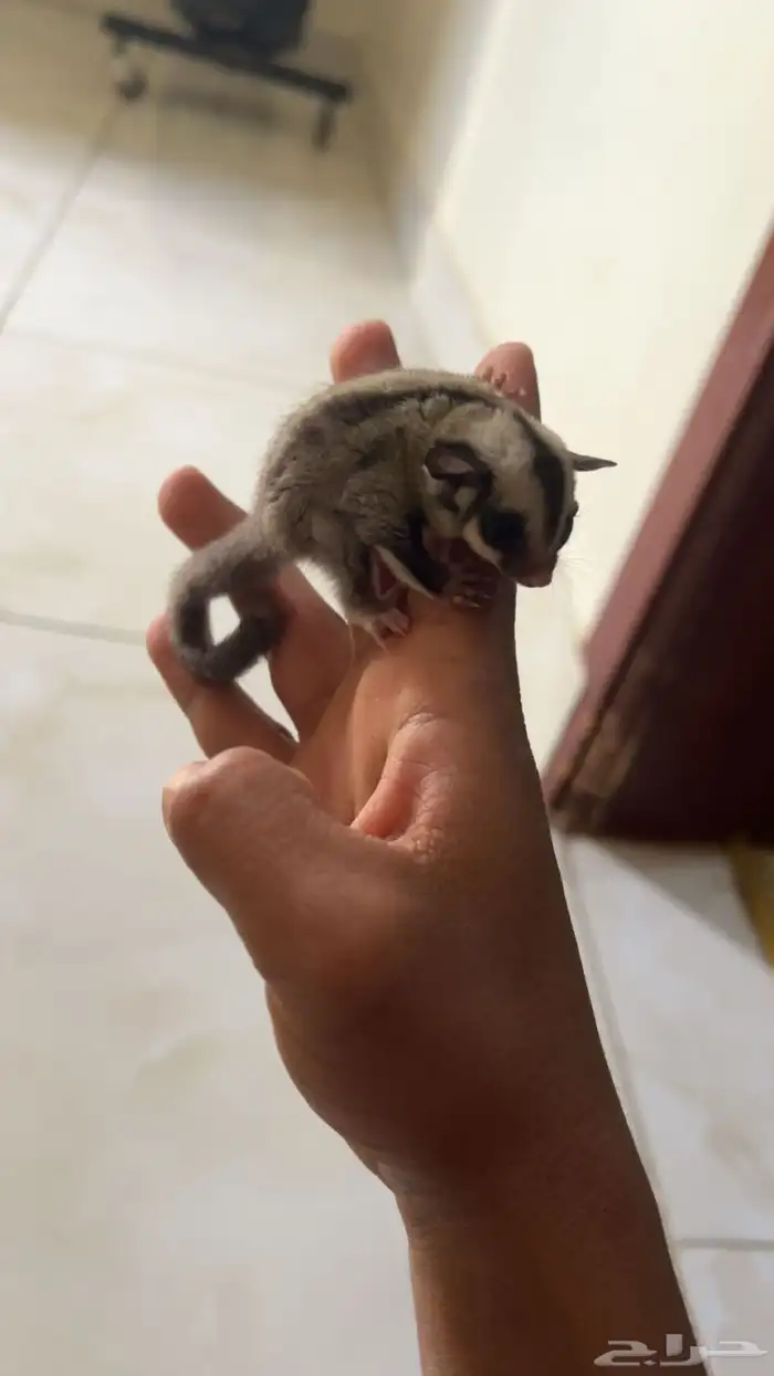 سنجاب طائر او شوقر قلايدر 1