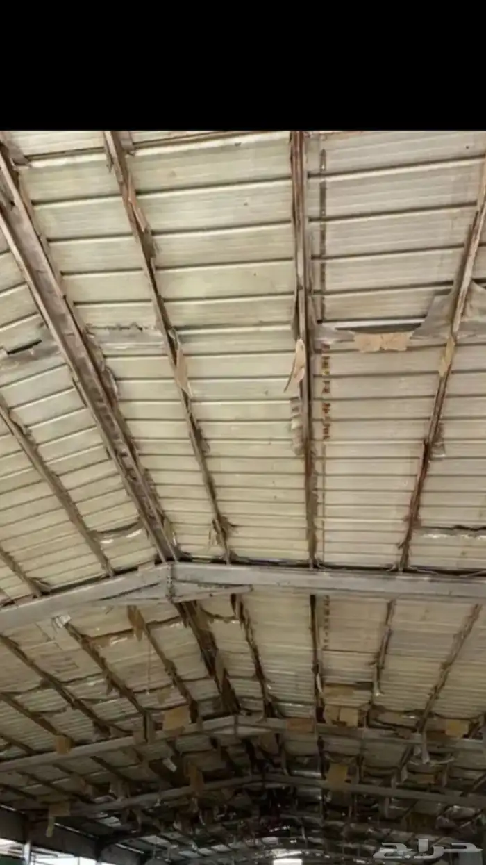 شينكو وجسور 0