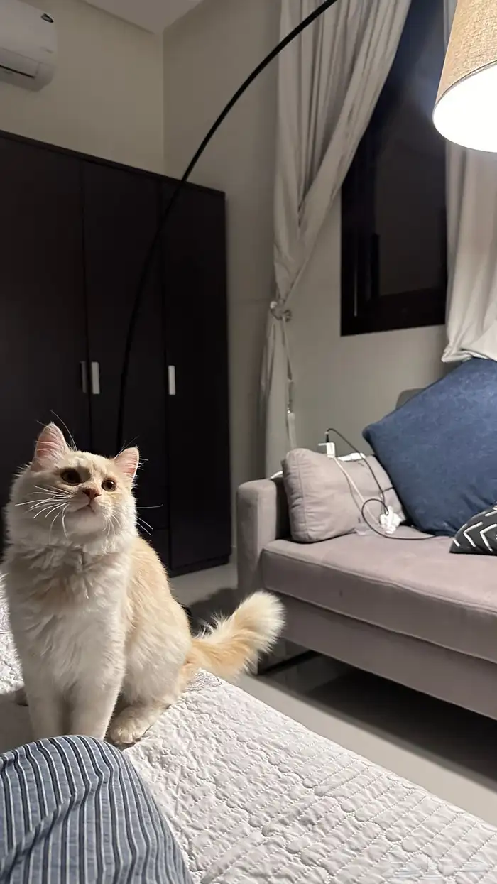 قط شيرازي 0