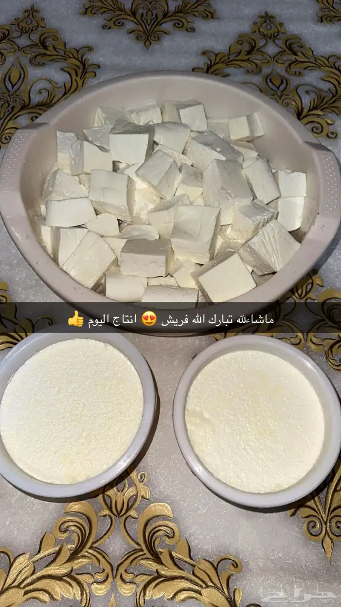 ماشاءلله خاثر غنم صافي وشايط   غنم شرط  لتواصل 3