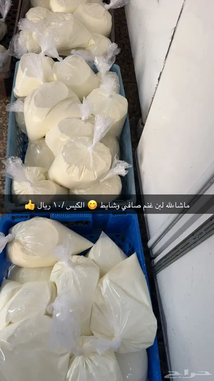 ماشاءلله خاثر غنم صافي وشايط   غنم شرط  لتواصل 1