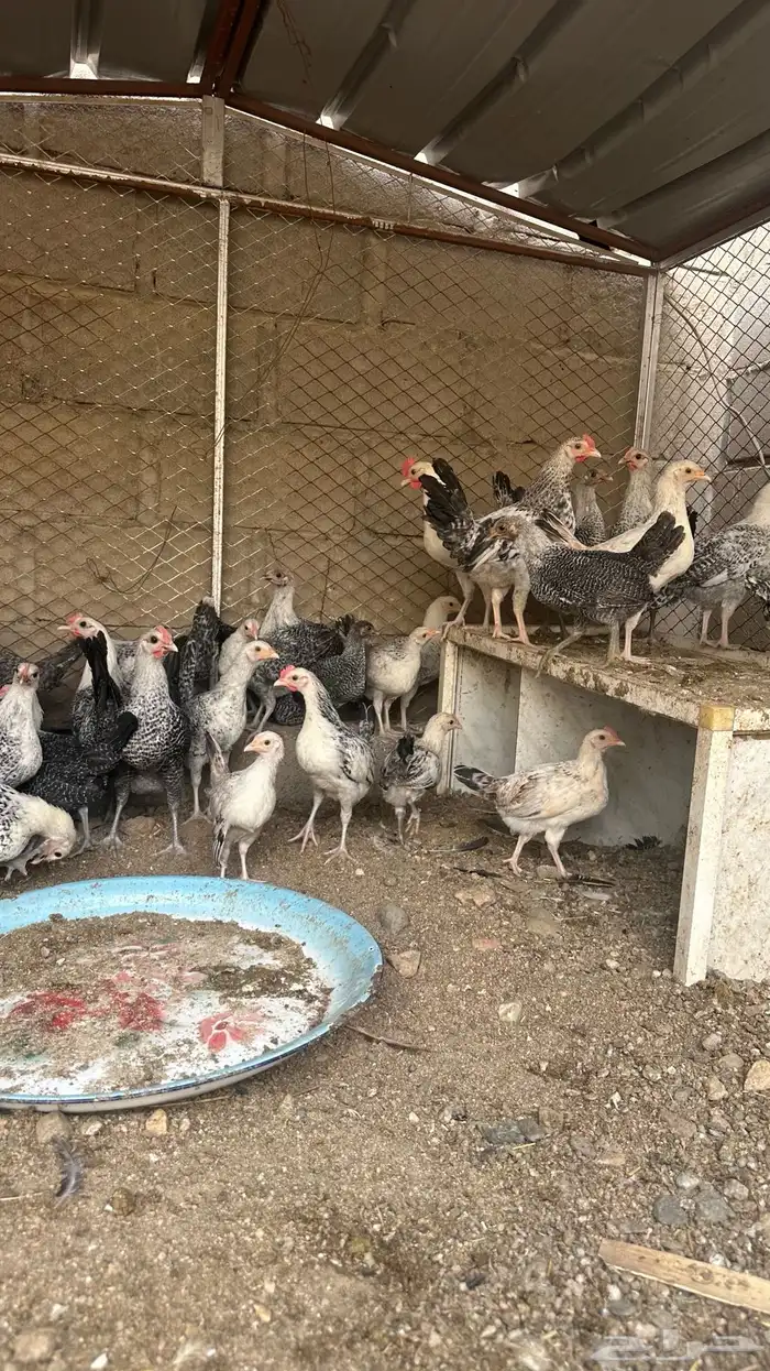 دجاج فيومي 3