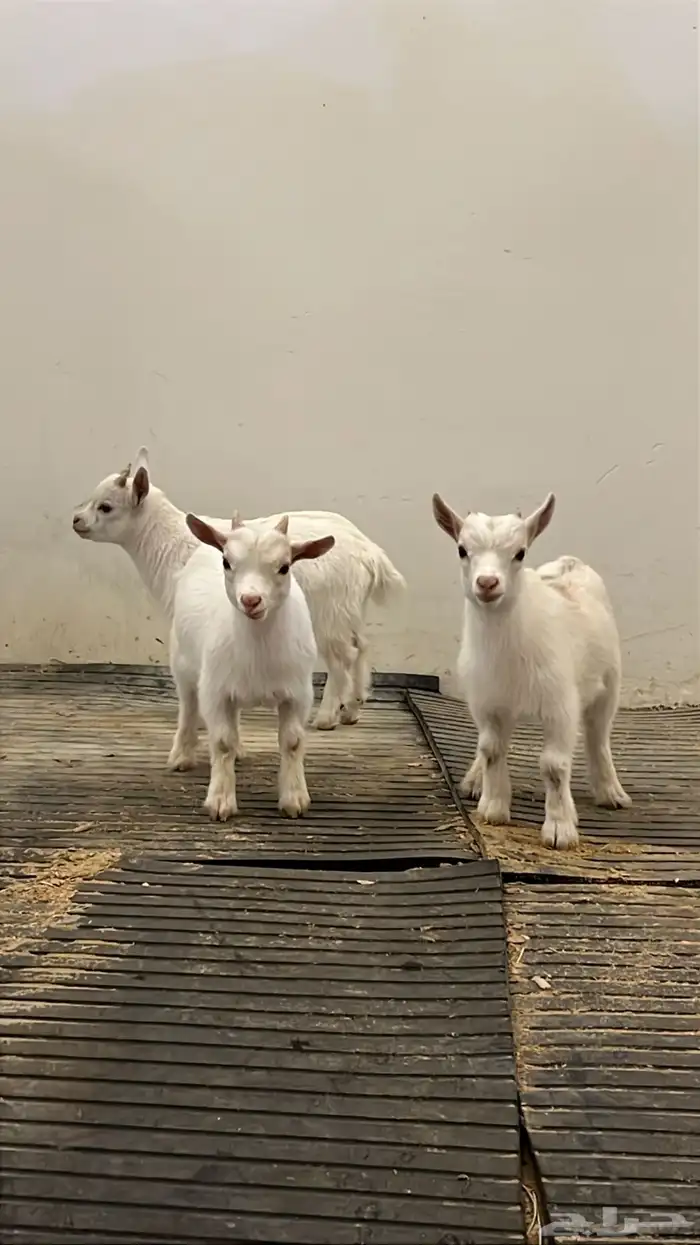 ماعز قزمي فاااخر للبيع (تيوس) 0