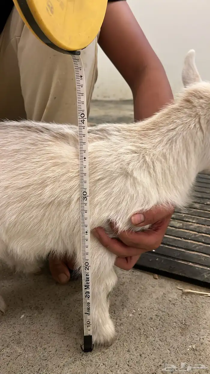 ماعز قزمي فاااخر للبيع (تيوس) 1