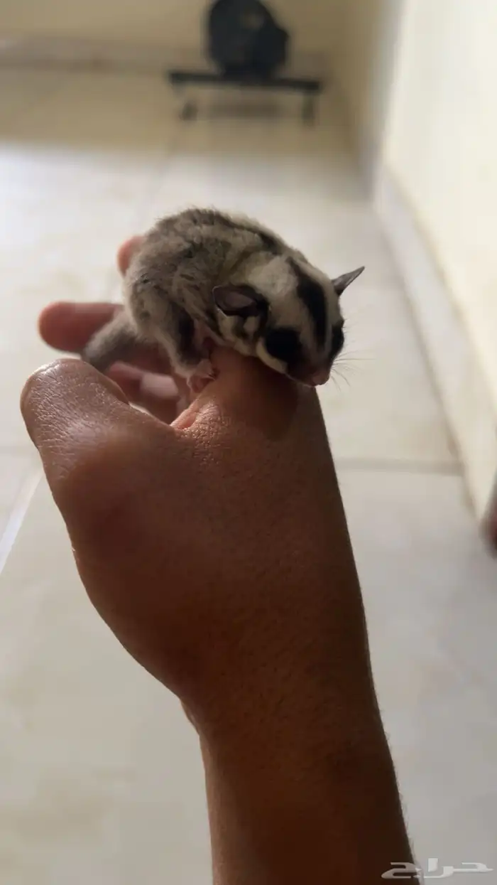 سنجاب طائر او شوقر قلايدر 2