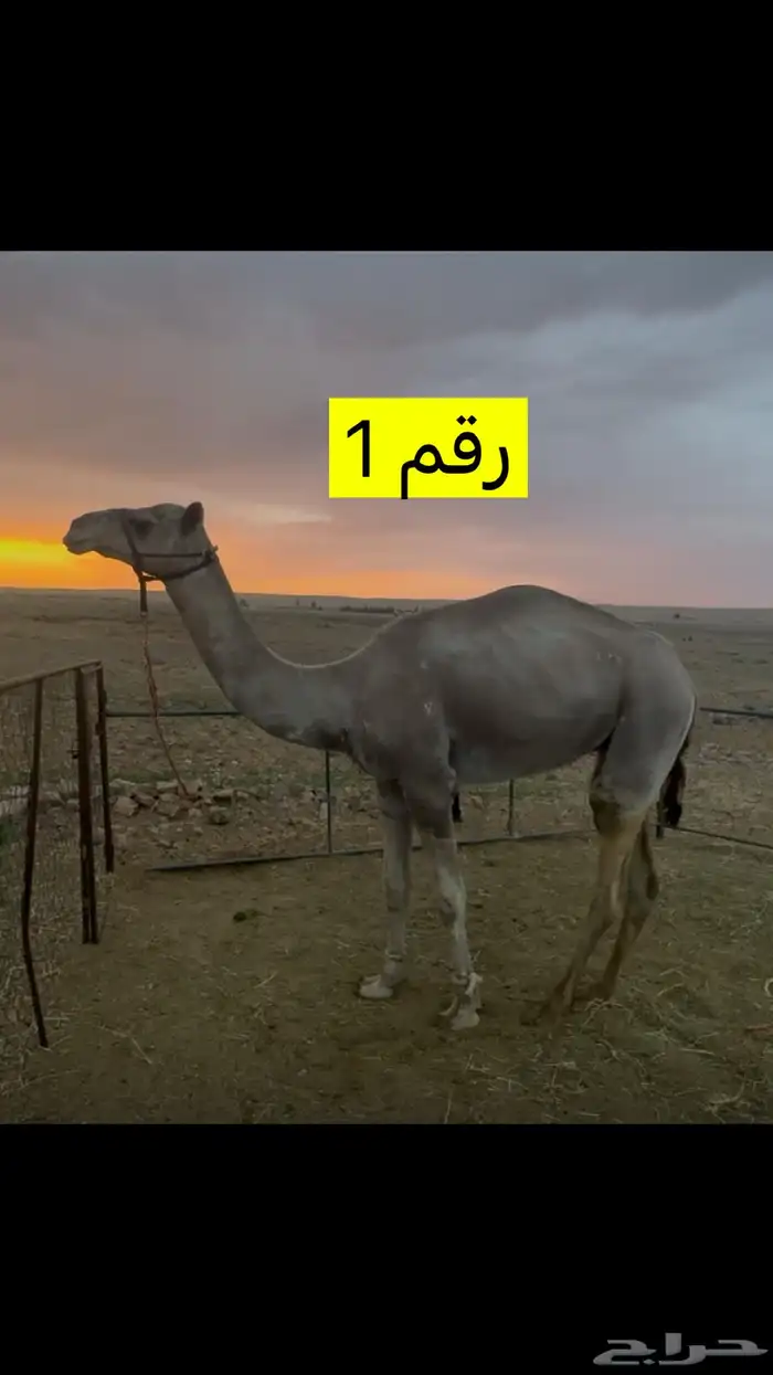 هجن 0