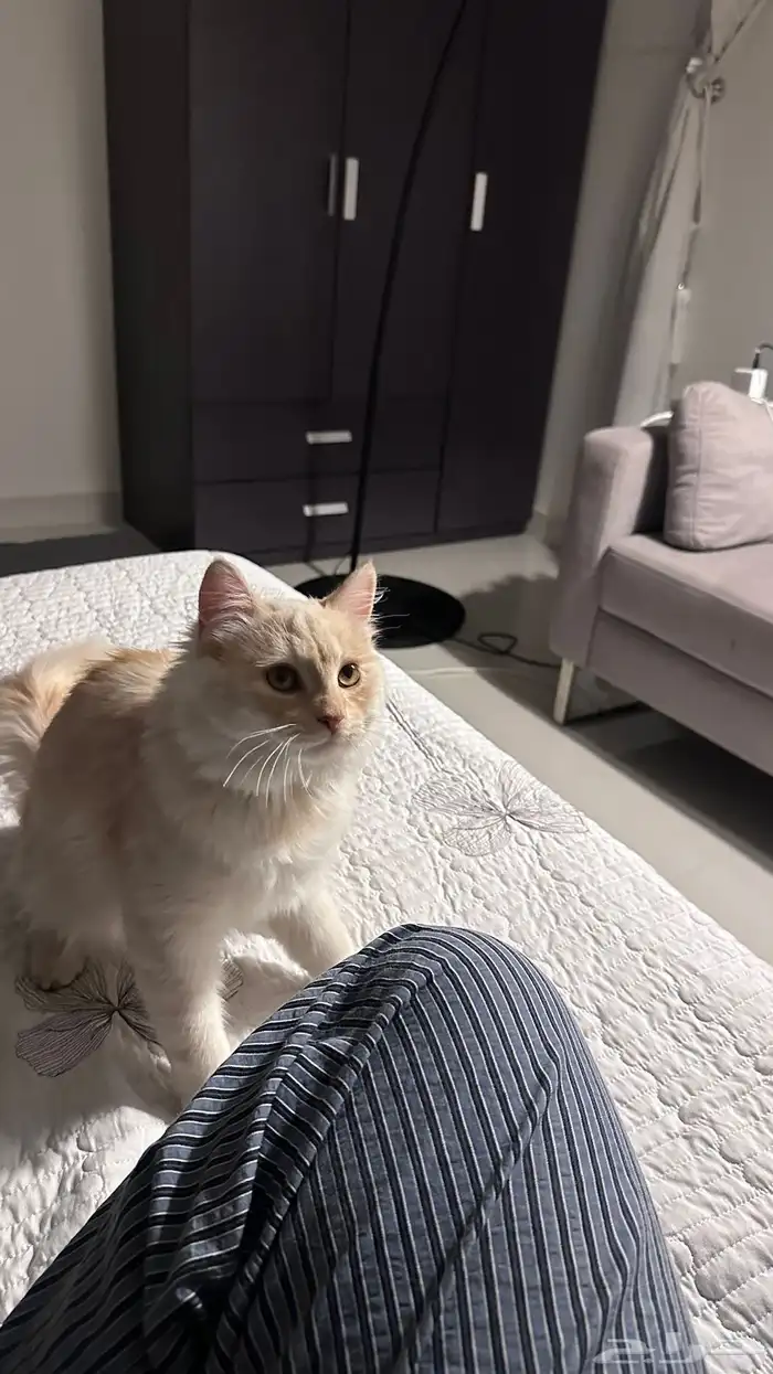 قط شيرازي 3