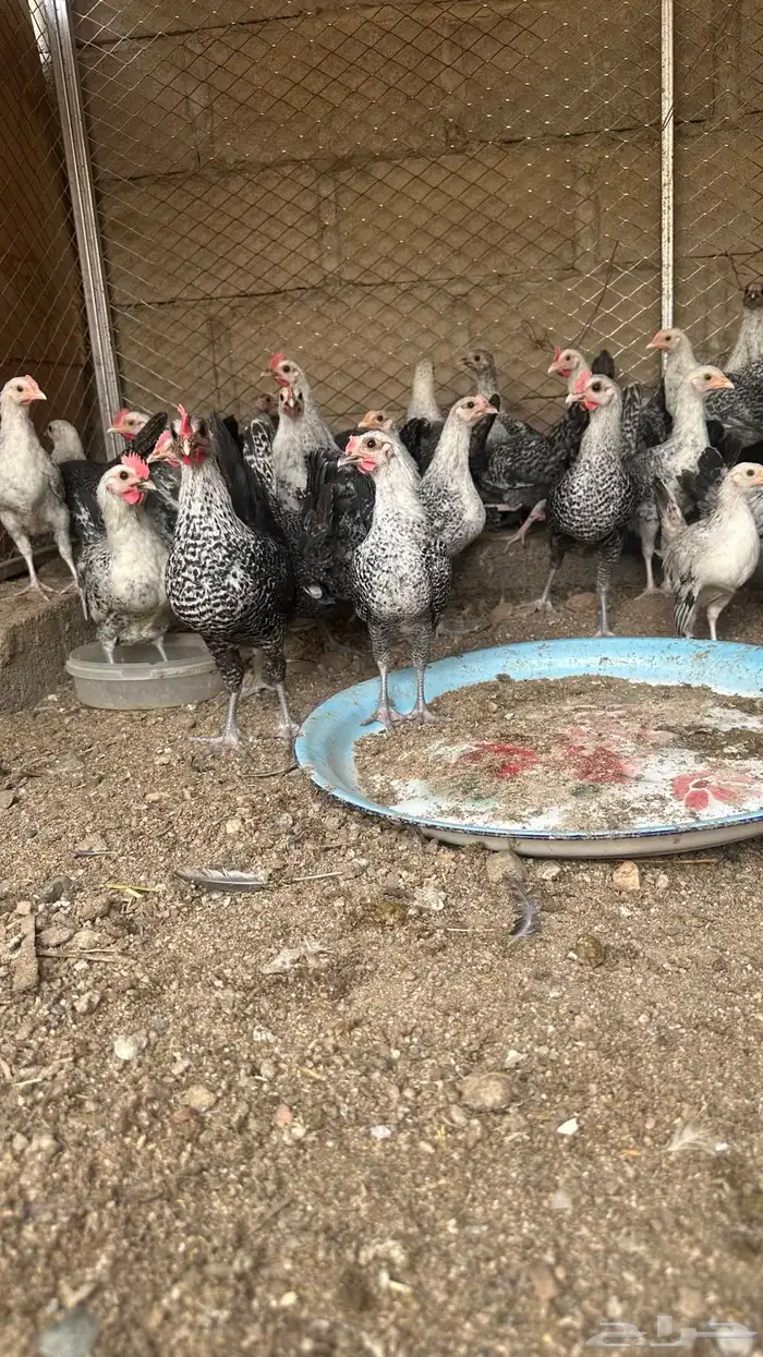 دجاج فيومي 0