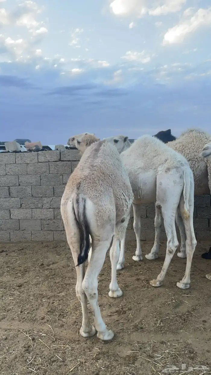 حشو مفاريد اوزان ( تم البيع) 4