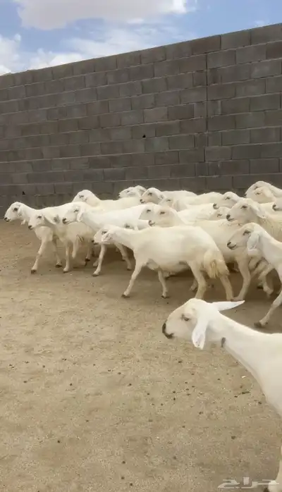 غنم تم البييع 2