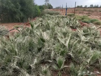 نخيل واشنطني زينة 4