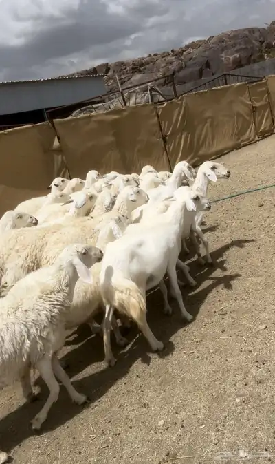 غنم تم البييع 1