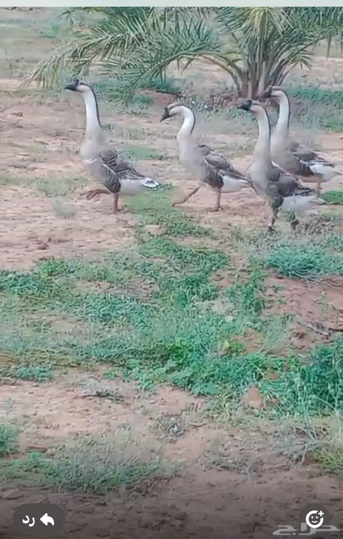 ذكور وز عراقي جانبو 3 0