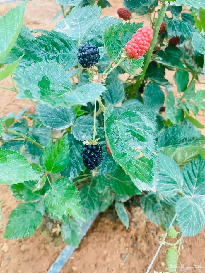 شتلات توت بلاك بيري منتجه 0