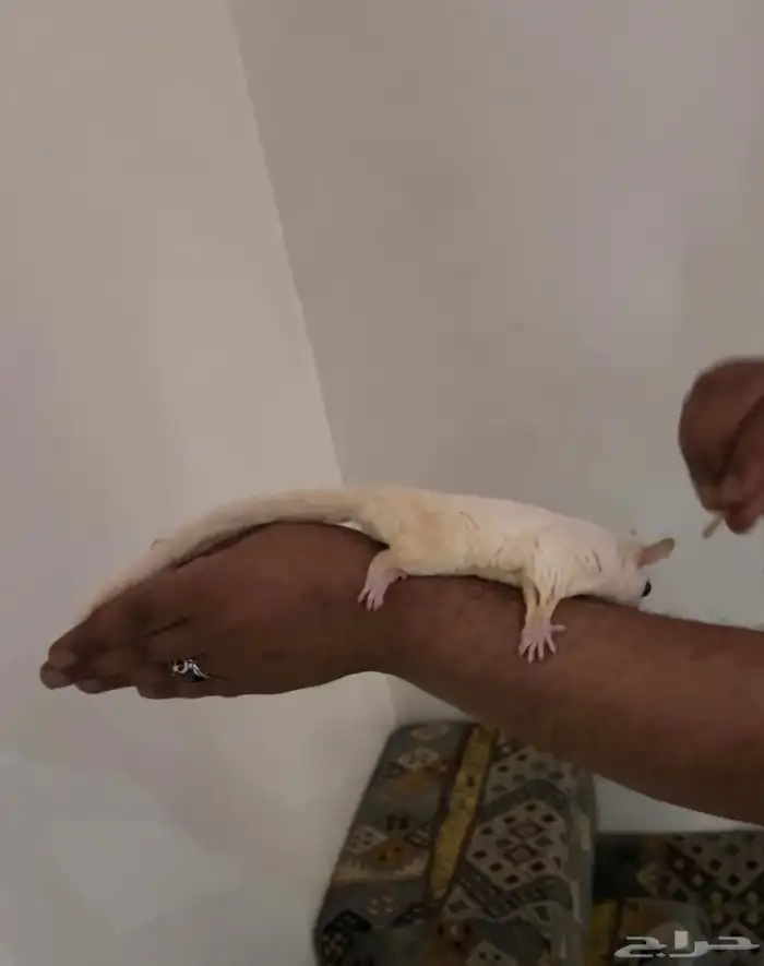 سنجاب طائر او شوقر قلايدر 4