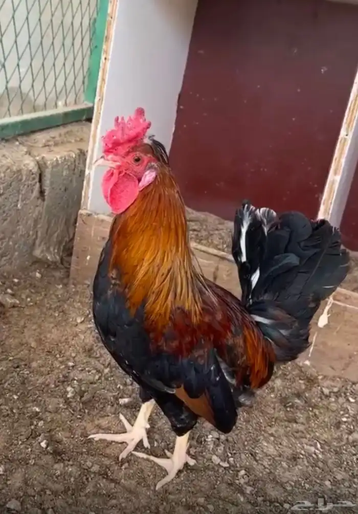 ديك عربي ترثه 0