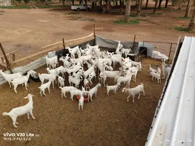 معزى بيشيات للبيع 1