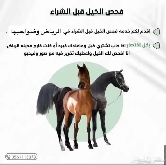 خدمه فحص الخيل قبل الشراء 0