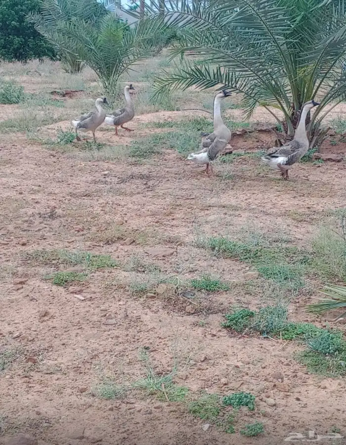 ذكور وز عراقي جانبو 3 1