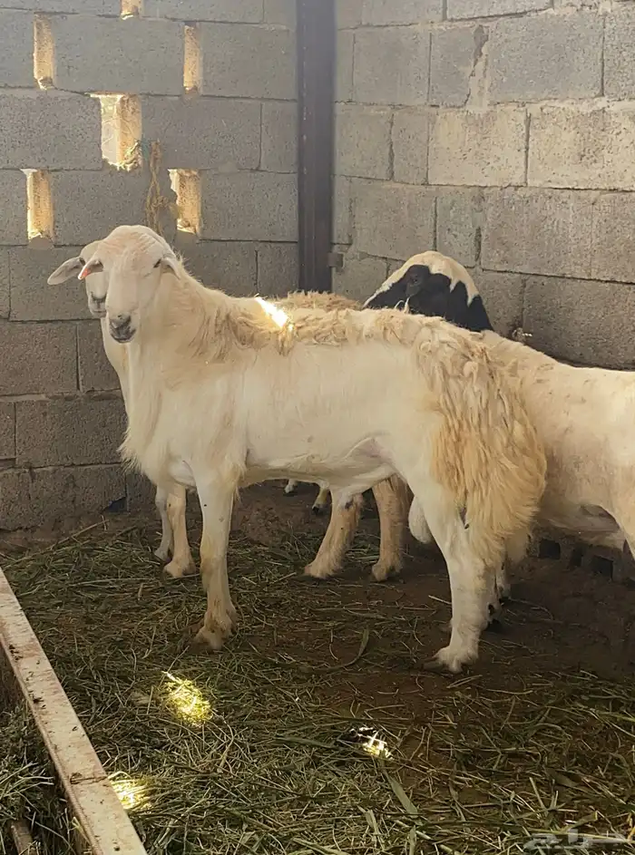 خروف فحل فاخر تم البيع 4