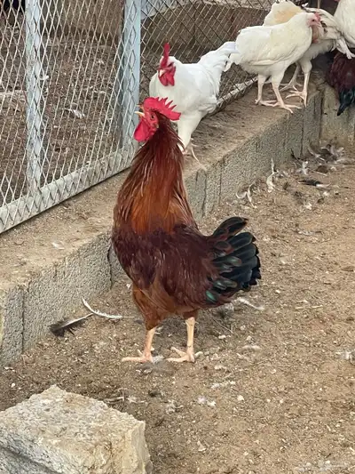 ديوك ودجاج لوهمان ابيض كلاسيك وبراون 6