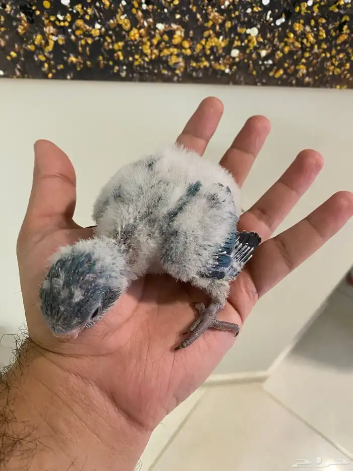 فرخ كويكر غر ( تم البيع ) 2