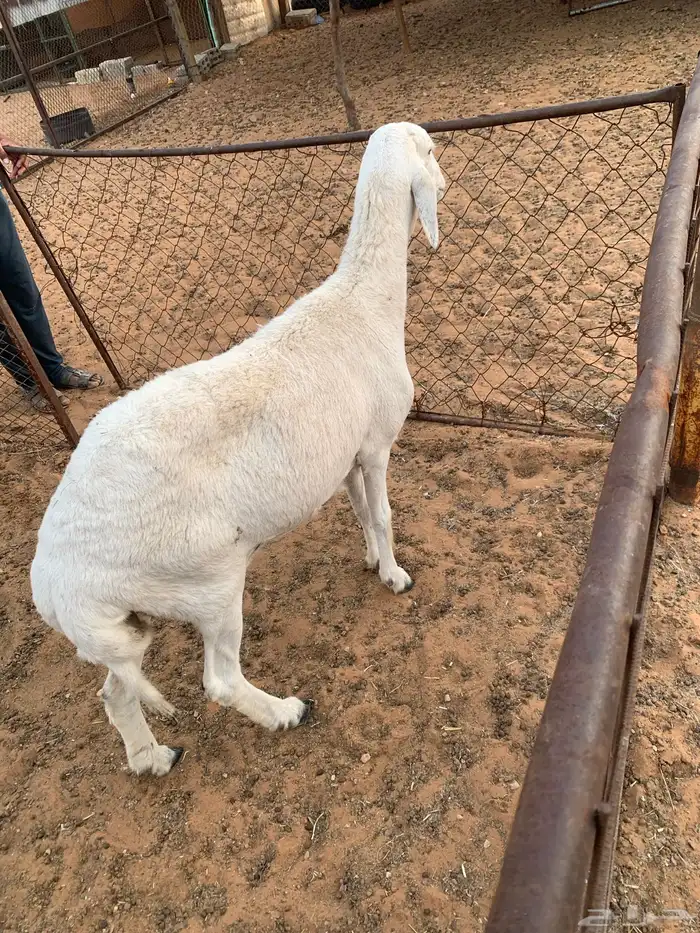 شاه حريه طيبه 5
