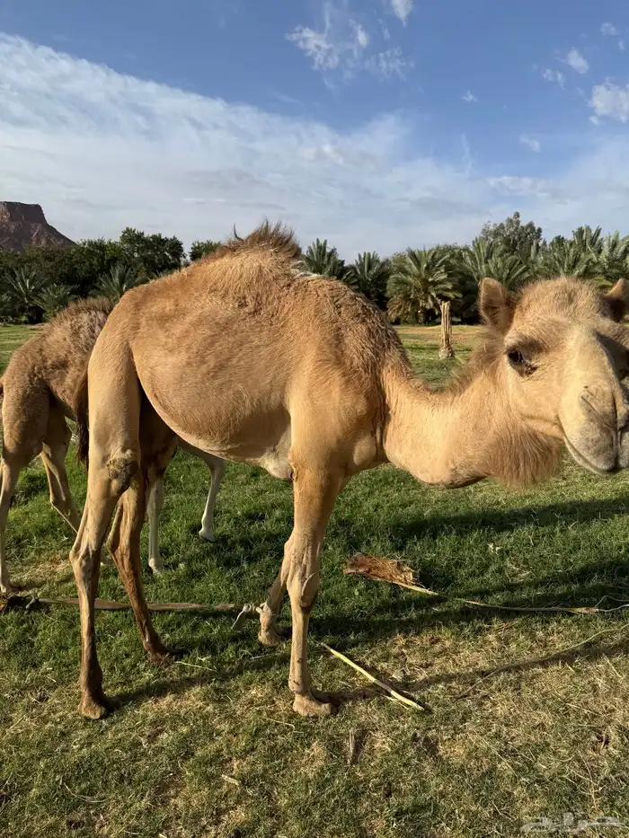 للبيع ناقه خلفه 3