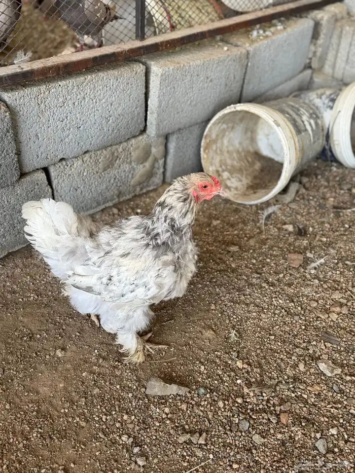 براهما كلومبي وبرهما عادي للبيع 0