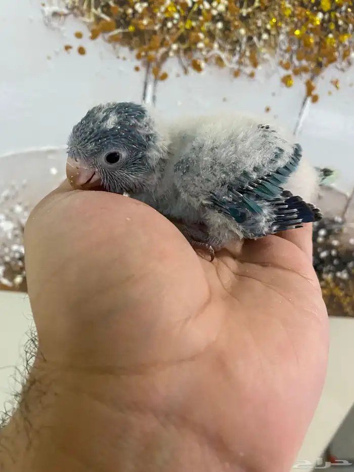 فرخ كويكر غر ( تم البيع ) 1