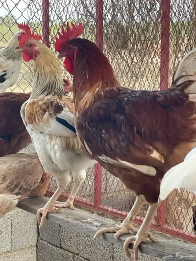 ديوك ودجاج لوهمان ابيض كلاسيك وبراون 0