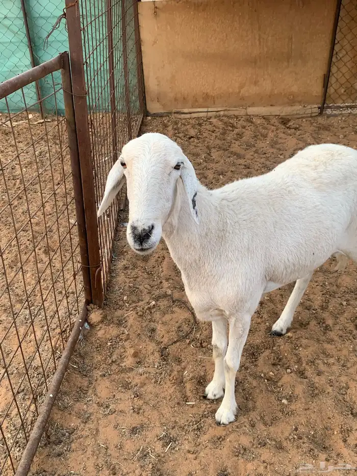 شاه حريه طيبه 1