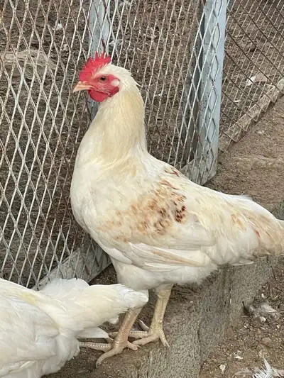 ديوك ودجاج لوهمان ابيض كلاسيك وبراون 4