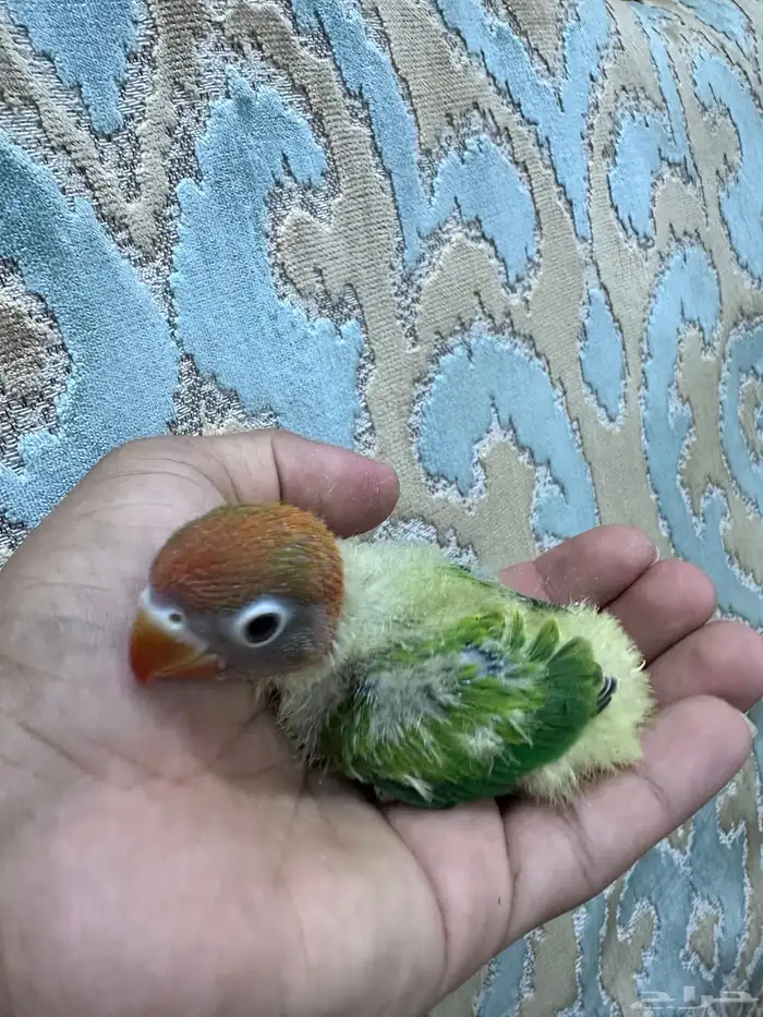 فروخ فيشر غر 3
