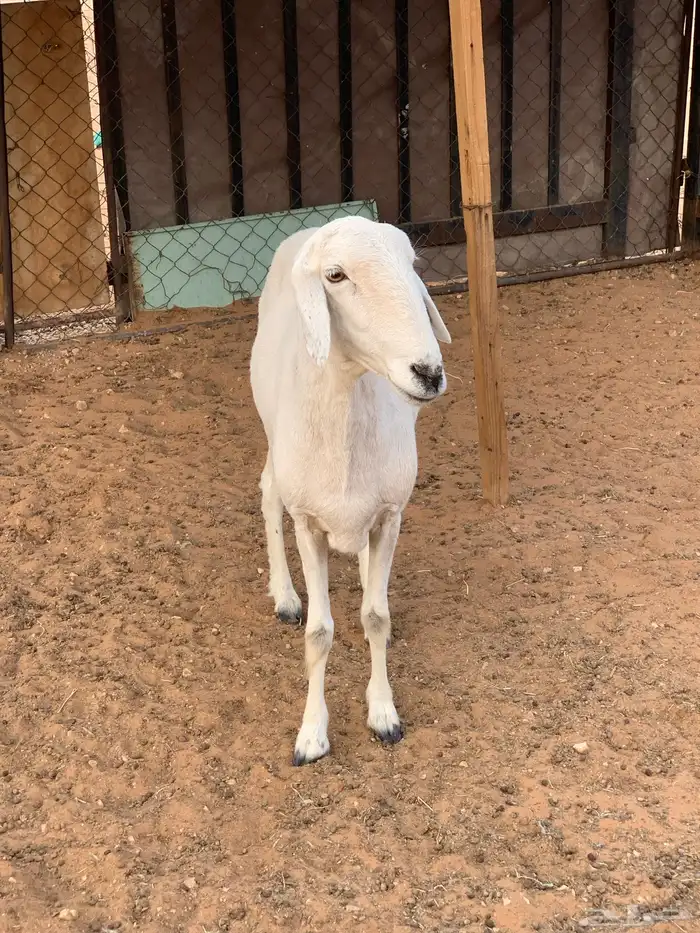 شاه حريه طيبه 0